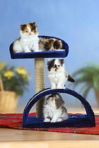 Four Persian Cats kittens on play / climbing frame