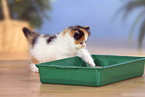Persian Cat kitten, stepping into litter tray
