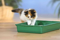 Persian Cat, kitten, using litter tray