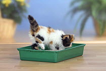 Persian Cat kitten, using litter tray