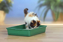 Persian Cat kitten, using litter tray