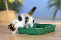 Persian kitten, stepping out of litter tray