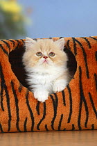 Persian kitten, in toy tunnel