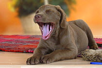 Domestic dog, Chesapeake Bay Retriever puppy, 9 weeks, yawning