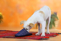 Domestic dog, Kromfohrlander, 5 month, sniffing inside slipper