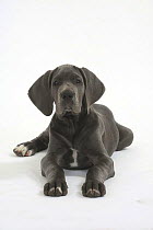Domestic dog, Great Dane, puppy, 10 weeks