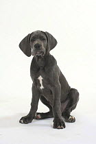 Domestic dog, Great Dane, puppy, 10 weeks