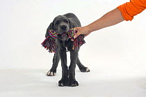 Great Dane, puppy, 10 weeks, with toy