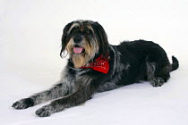 Domestic dog, Mixed Breed Dog with neckerchief