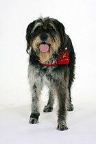 Domestic dog, Mixed Breed Dog with neckerchief