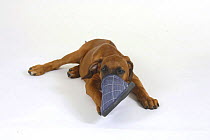 Domestic dog, Rhodesian Ridgeback puppy, 10 weeks, with its nose in a slipper