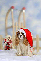 Domestic dog, Cavalier King Charles Spaniel (Blenheim) with Christmas hat