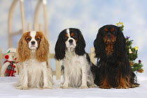 Domestic dog, three Cavalier King Charles Spaniels (Blenheim, tricolor and black and tan) in Christmas setting