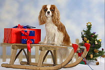 Domestic dog, Cavalier King Charles Spaniel (Blenheim) sitting one sledge with presents.