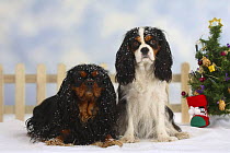 Domestic dog, two Cavalier King Charles Spaniels, (tricolor and black and tan) in Christmas setting