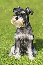 Domestic dog, Miniature Schnauzer (black-silver)