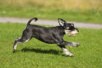 Domestic dog, Miniature Schnauzer (black-silver) running