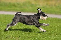 Domestic dog, Miniature Schnauzer (black-silver) running