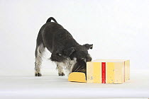 Domestic dog, Miniature Schnauzer (black-silver) sniffing a box