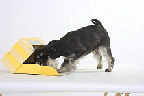 Domestic dog, Miniature Schnauzer (black-silver) sniffing the inside of a box