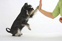 Domestic dog, Miniature Schnauzer (black-silver), giving paw to human / 'high-five'