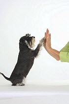 Domestic dog, Miniature Schnauzer (black-silver), giving paw to human / giving 'ten'