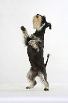 Domestic dog, Miniature Schnauzer (black-silver), standing on hind legs looking up