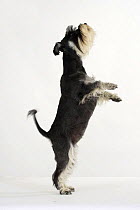 Domestic dog, Miniature Schnauzer (black-silver), standing on hind legs