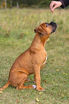 Domestic dog, German Boxer puppy, getting treat