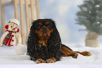 Domestic dog, Cavalier King Charles Spaniel (black and tan) in winter setting