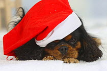 Domestic dog, Cavalier King Charles Spaniel (black and tan) wearing Christmas hat