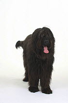 Domestic dog, black Briard portrait