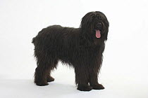 Domestic dog, black Briard