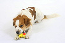 Domestic dog, Kromfohrlander biting toy