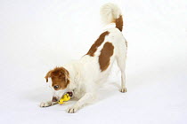 Domestic dog, Kromfohrlander with toy, playbowing
