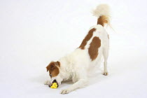 Domestic dog, Kromfohrlander biting toy, playbowing