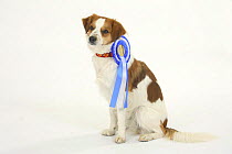 Domestic dog, Kromfohrlander with blue ribbon