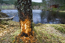 Trunk of Silver Birch with damage from gnawing by Eurasian beaver (Castor fiber), beaver-watching hide in distance, beaver reintroduction site, Aigas, Scotland UK