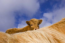 Highland calf (Bos taurus) looking over the back of its mother, Tiree, Scotland UK. May 2006