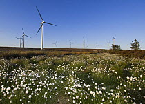 Cotton grass (Eriophorum genus) with wind turbines in background, Scotland UK. May 2006