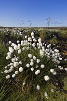 Cotton grass (Eriophorum sp) with wind turbines in background, Scotland UK. May 2006