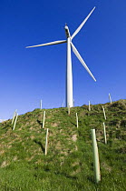 A 2.3 megawatt wind turbine surrounded by newly planted hardwood trees, Scotland UK. May 2006