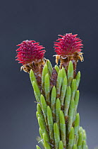 Flowers on female Scots pine (Pinus sylvestris), Scotland UK. May 2006