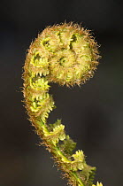 Scaly Male Fern (Dryopteris pseudomonas) unfurling, Scotland UK. May 2006