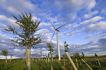 2.3 megawatt wind turbine with hardwood tree saplings, Scotland UK, May 2006