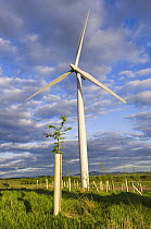 2.3 megawatt wind turbine with hardwood tree saplings, Scotland UK. May 2006