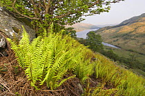 Scaly male fern (Dryopteris pseudomonas) on hill side, Glen Finglas, Scotland UK. May 2006