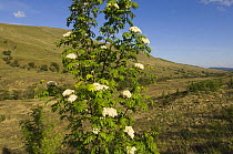 Rowan tree (Sorbus sp) in flower, Glen Meann, Scotland UK. May 2006