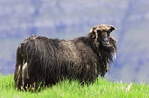 Faroese sheep (Ovis aries) beginning to moult, June, Faroe Islands, Denmark. June 2006