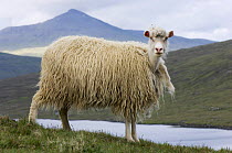 Faroese sheep (Ovis aries) beginning to moult, Faroe Islands, Denmark. June 2006
